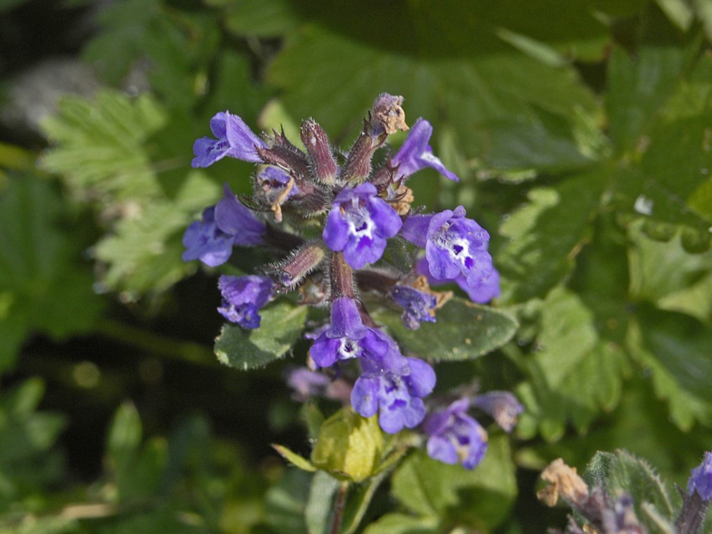 Ziziphora granatensis (=Acinos alpinus) / Acino alpino